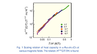 稀釈したα-Ru0.8Ir0.2Cl3におけるマヨロナフェルミオンのランダムなホッピング